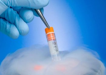 Estudo inédito pode otimizar técnica de transferência de embriões