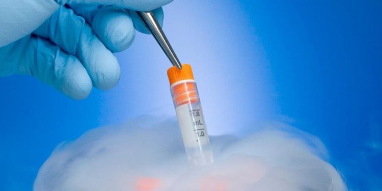 Estudo inédito pode otimizar técnica de transferência de embriões