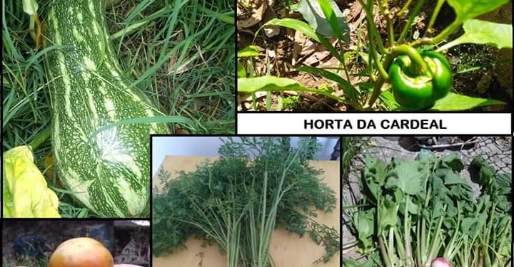 Horta comunitária reúne moradores de Santa Tereza