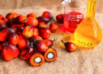 Os benefícios que vêm do dendê