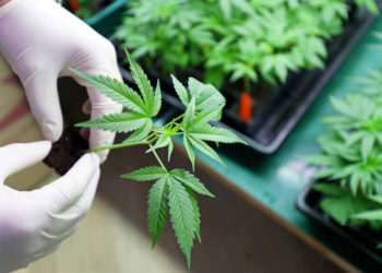 Os prós e contras do uso da maconha medicinal no tratamento de Parkinson