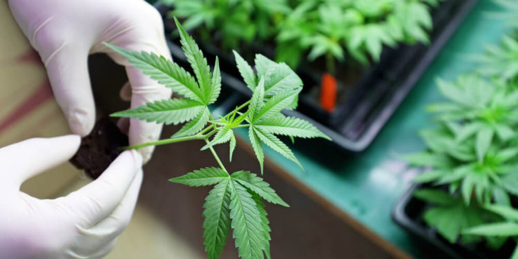 Os prós e contras do uso da maconha medicinal no tratamento de Parkinson