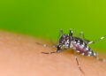 Estudo revela baixa competência do Aedes aegypti na transmissão do vírus zika