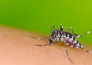 Estudo revela baixa competência do Aedes aegypti na transmissão do vírus zika