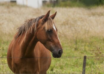 Vírus do Nilo Ocidental é detectado em Minas Gerais