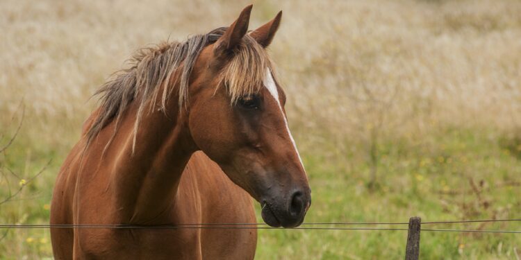 Vírus do Nilo Ocidental é detectado em Minas Gerais