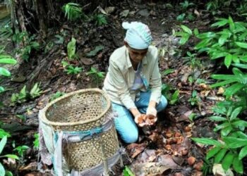 Fiocruz lança oficinas virtuais sobre plantas medicinais
