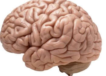 Como manter a saúde cerebral