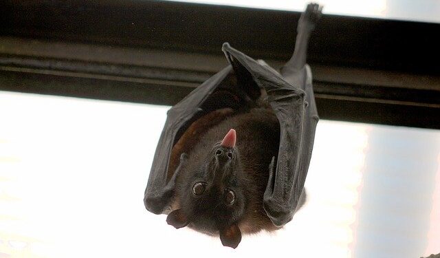 O que você precisa saber sobre o Nipah vírus (NiV)