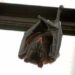 O que você precisa saber sobre o Nipah vírus (NiV)