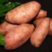 Qual melhor tipo de batata doce?