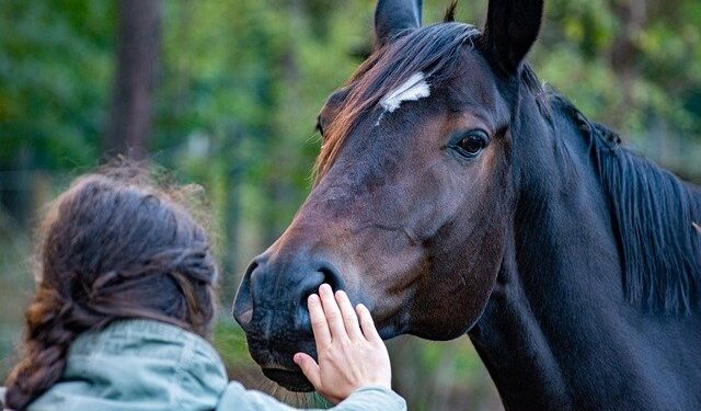 Una Linha Verde inicia projeto de Equoterapia