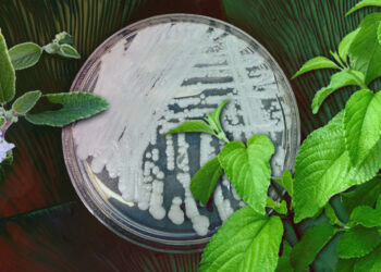 Alecrim-pimenta: arma contra superfungo