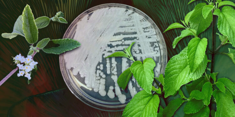 Alecrim-pimenta: arma contra superfungo