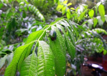 Doenças tropicais negligenciadas e a pandemia