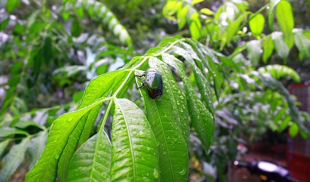 Doenças tropicais negligenciadas e a pandemia