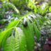 Doenças tropicais negligenciadas e a pandemia