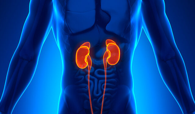 Dia Mundial do Rim (DMR) 2022