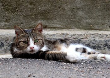 Esporotricose é um problema de saúde pública