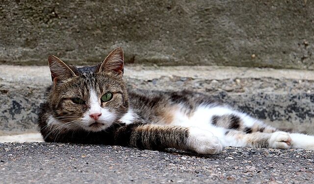 Esporotricose é um problema de saúde pública