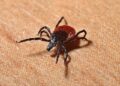 Doença de Lyme: cuidado com o carrapato
