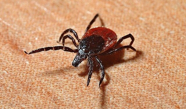 Doença de Lyme: cuidado com o carrapato