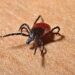 Doença de Lyme: cuidado com o carrapato