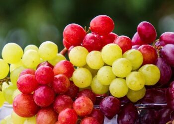 Uva: entenda por que você deve comer
