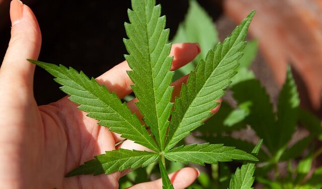 Mitos e Verdades sobre Cannabis Medicinal