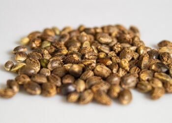 Benefícios dos alimentos à base de cannabis