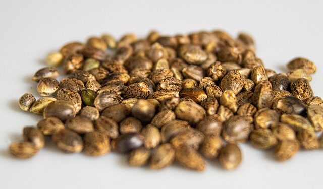 Benefícios dos alimentos à base de cannabis