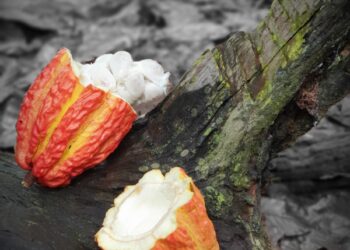 Chocolate 85% melhora o humor