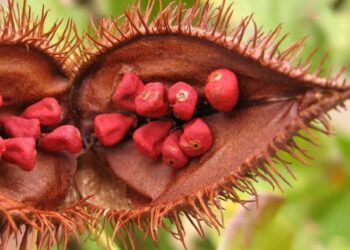 Urucum contra a queda de cabelo