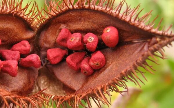 Urucum contra a queda de cabelo