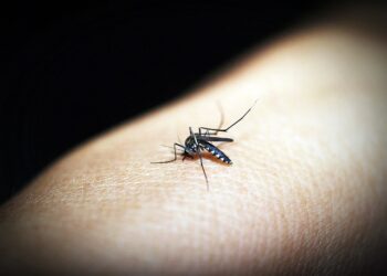 Vacina contra dengue chega ao Brasil