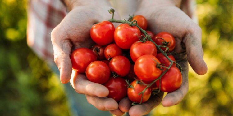 Os benefícios do tomate para a saúde