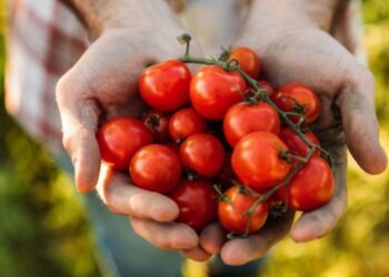 Os benefícios do tomate para a saúde