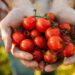 Os benefícios do tomate para a saúde