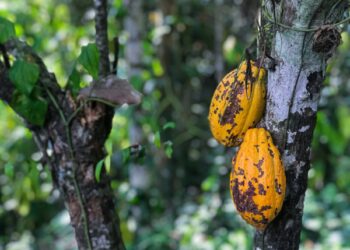 Cacau como fonte de Teobromina