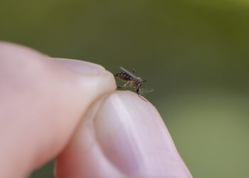 Sorotipo 3 da dengue volta a circular após 15 anos