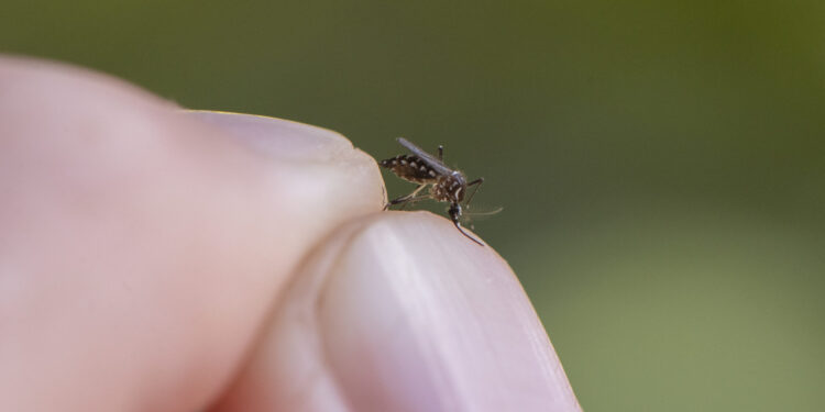 Sorotipo 3 da dengue volta a circular após 15 anos