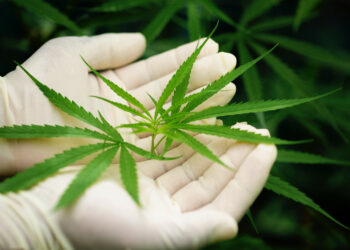 Cannabis medicinal no tratamento oncológico