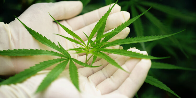 Cannabis medicinal no tratamento oncológico