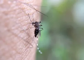 Epidemiologista dá dicas de como usar repelente contra dengue e outras arboviroses